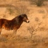 Kun divoky - Equus ferus - Exmoor Pony 6089
